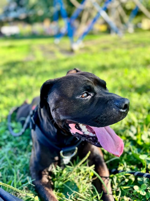 Cane rilassato dopo consulenza comportamentale
